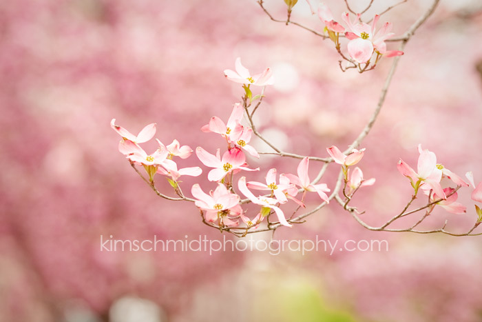 princeton family photographer, central jersey child photographer, west windsor family photographer