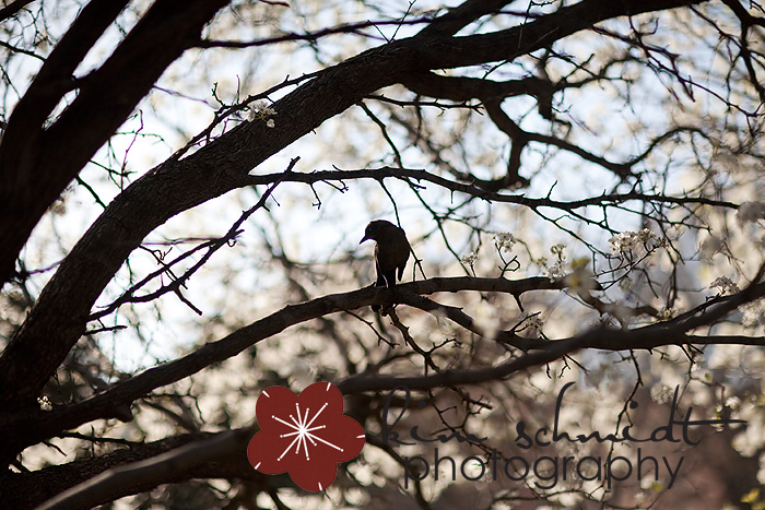 Crow with Bradford Pear Downtown OKC