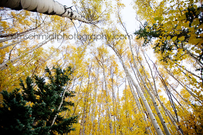 breckenridge aspen trees